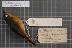 Naturalis Biodiversity Center - RMNH.AVES.14822 1 - Ficedula buruensis ceramensis (Ogilvie-Grant, 1910) - Muscicapidae - bird skin specimen.jpeg