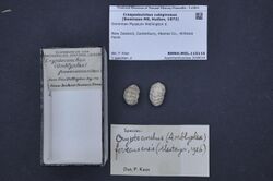 Naturalis Biodiversity Center - RMNH.MOL.115116 - Craspedochiton rubiginosus (Swainson MS, Hutton, 1872) - Acanthochitonidae - Mollusc shell.jpeg