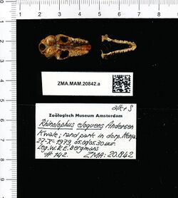 Naturalis Biodiversity Center - ZMA.MAM.20842.a pal - Rhinolophus eloquens - skull.jpeg
