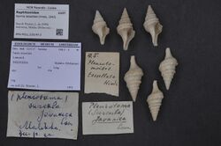 Naturalis Biodiversity Center - ZMA.MOLL.225147.2 - Kermia tessellata (Hinds, 1843) - Raphitomidae - Mollusc shell.jpeg