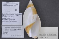 Naturalis Biodiversity Center - ZMA.MOLL.357356 - Ancillista velesiana Iredale, 1936 - Olividae - Mollusc shell.jpeg
