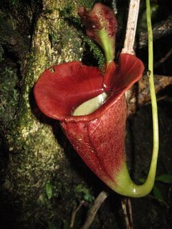 Nepenthes jacquelineae 1.JPG