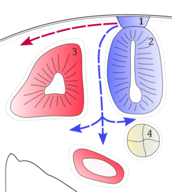 Neural.crest.cells.migration.svg