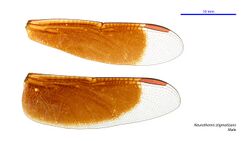 Neurothemis stigmatizans male wings (34928488341).jpg