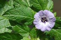 Nicandra physalodes blackspots leaf and flower.JPG