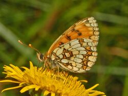 Nymphalidae - Melitaea nevadensis-002.JPG