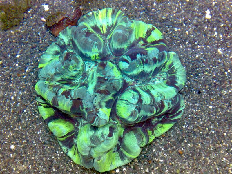 File:Open Brain Coral Green.jpg