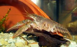 Orconectes immunis Kalikokrebs calico crayfish.JPG