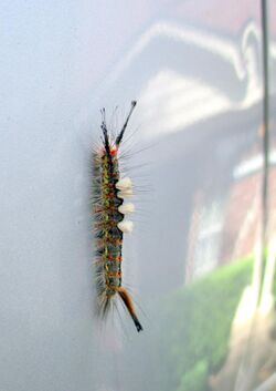 Orgyia leucostigma caterpillar 2017 April 16 Texas.jpg