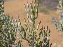 Persoonia helix.jpg