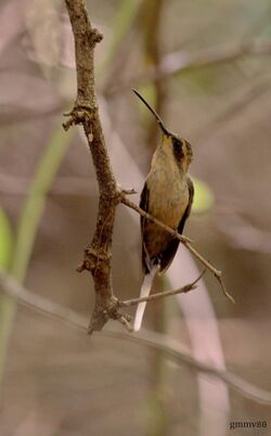 Phaethornis subochraceus.jpg