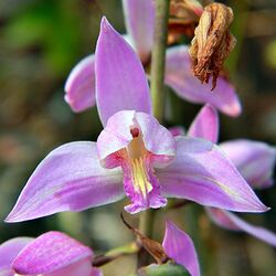 Wild pink orchid