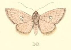 Pl.5-16-Banisia myrsusalis (Walker, 1859) (syn.Durdara lobata).JPG