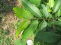 Polyalthia cerasoides leaves.jpg