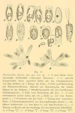 Prasinocladus lubricus.jpg