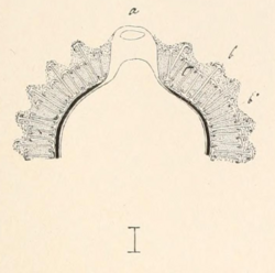 ProcAcadNatSciPhila-1887-Pl-VI-Fig-I.png