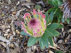 Protea roupelliae flower2.JPG