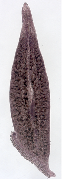 File:Pseudaxine trachuri (Gastrocotylidae) Body (Kearn 2014).png