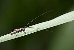Pseudocalamobius taiwanensis (41449965224).jpg