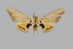 Pseudoclanis biokoensis BMNHE270083 male up.jpg
