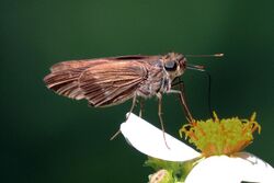 Purple-washed skipper (Panoquina lucas lucas).jpg