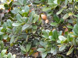 Quercus phillyraeoides - Miyajima Natural Botanical Garden - DSC02366.JPG