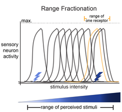 A graph (title: Range Fractionation; x-axis: Stimulus Intensity (low-to-high), y-axis: sensory neuron activity (low-to-high)). 10 bell curves along the graph tile the area, showing different neurons respond to different stimulus intensities.