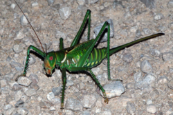 Red eyed devil katydid.png