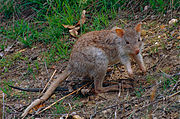 Brown rat-kangaroo
