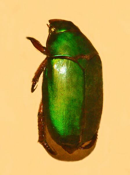 File:Scarabaeidae - Calloodes rayneri.JPG