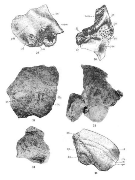 File:Sinanthropus Skulls V and VI.png