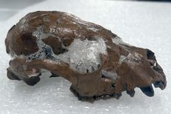 Skull of Pristinailurus bristoli 2.jpg