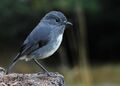 South Island robin, Lewis Pass.jpg