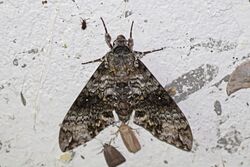Sphinx moth (Manduca schausi).jpg