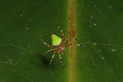 Spider - Eriophora nephiloides, Caves Branch Jungle Lodge, Belmopan, Belize.jpg