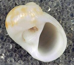 Stigmaulax sulcatus (grooved moon snail) (San Salvador Island, Bahamas) 2 (15571259643).jpg