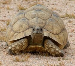 Stigmochelys pardalis, Usakos.jpg