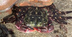 Striped shore crab, Pachygrapsus crassipes crop.jpg