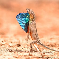 Superb large fan-throated lizard Sarada superba by Krishna Khan.jpg