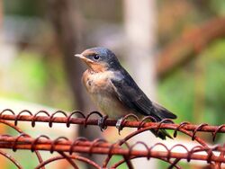 Swallow chick perching444.jpg