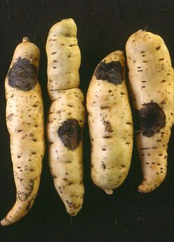 Sweet potato ceratocystis.jpg
