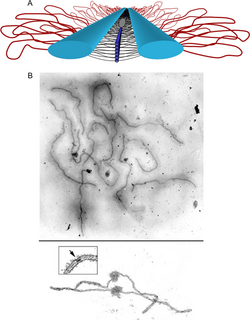 Synaptonemal complex.png