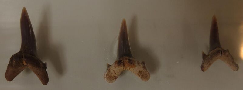 File:Synodontaspis gracilis.jpg