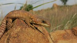 Transvaal Girdled Lizard, Klipriviersberg, Johannesburg, South Africa.JPG