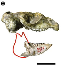 Tremacyllus Cranium.png