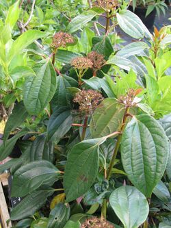 Viburnum cinnamomifolium (8937241316).jpg