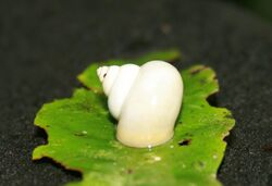 White snail Diwan Queensland 1.jpg