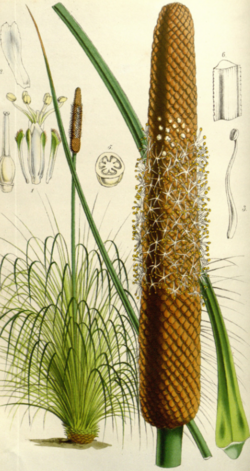 Xanthorrhoea resinosa Botanical illustration.png