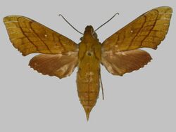 Xylophanes ploetzi, female, upperside. Guyana, Rio Demerera.jpg