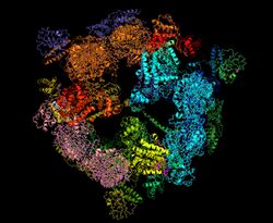 Yeast fatty acid synthase.jpg